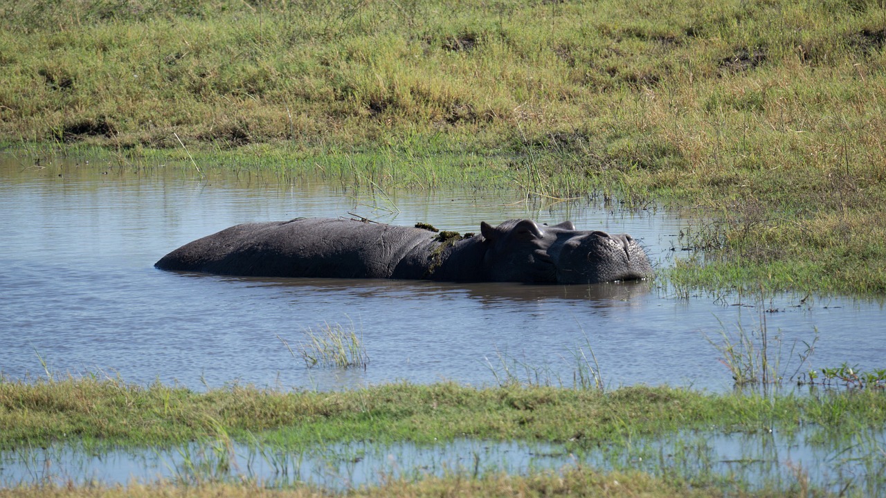 Discovering the Hidden Corners of Botswana’s Okavango Delta